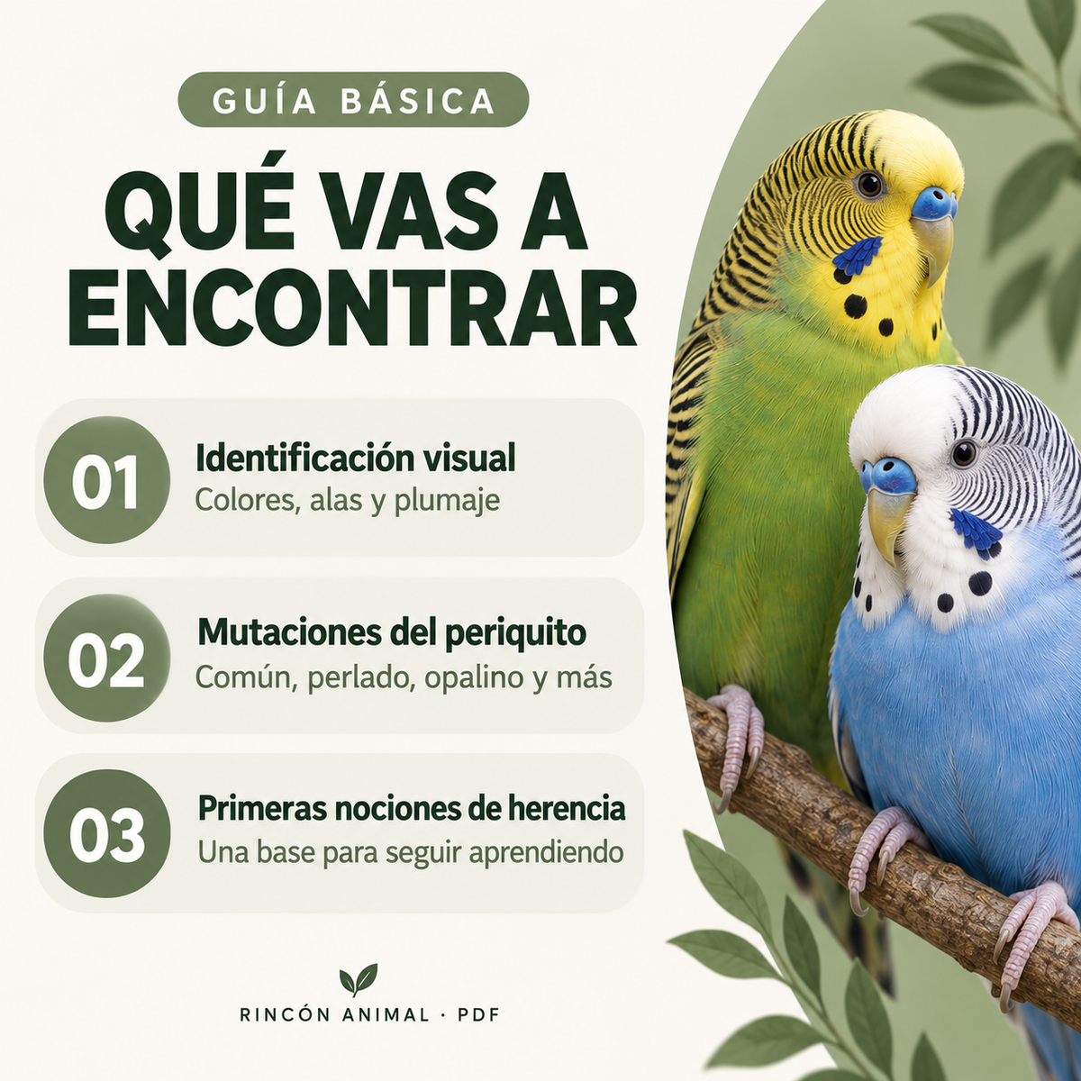 All Parakeet Mutations Course PDF