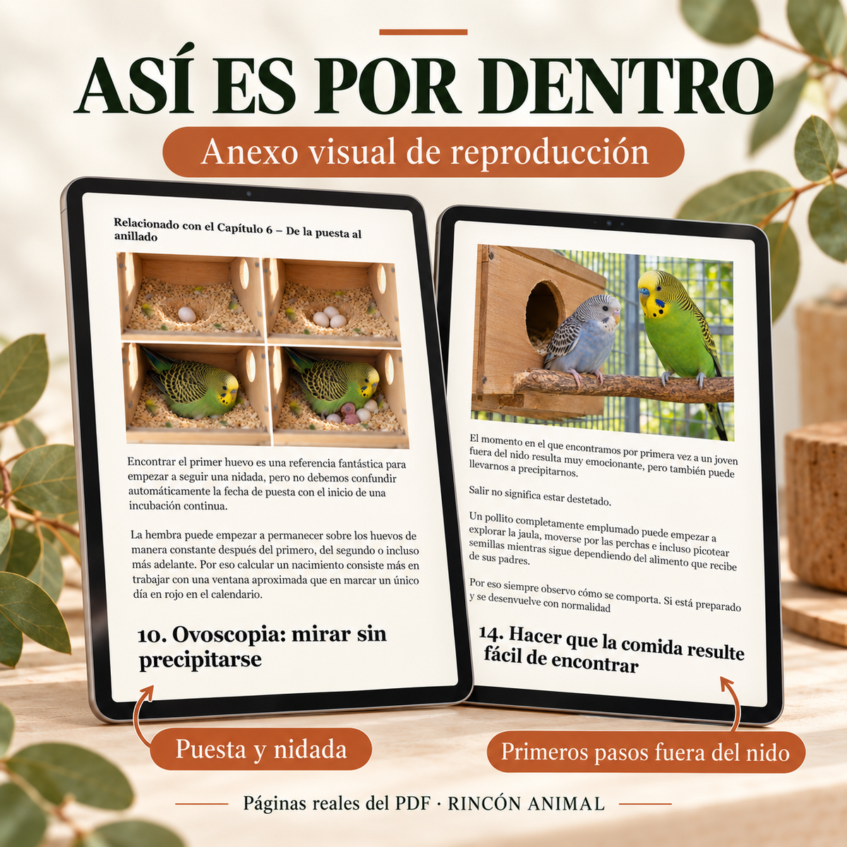 La Guía Definitiva para Reproducir Periquitos