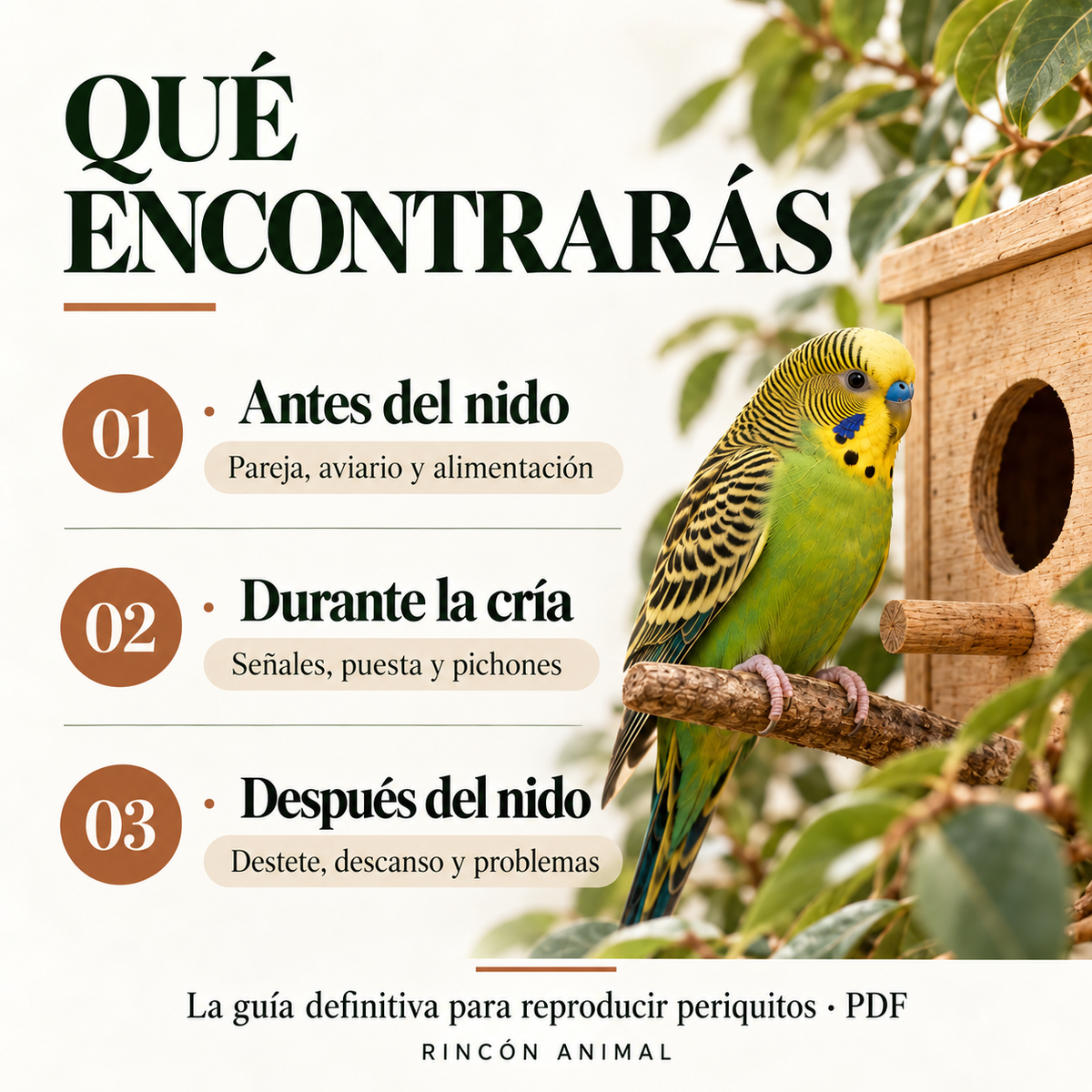 La Guía Definitiva para Reproducir Periquitos