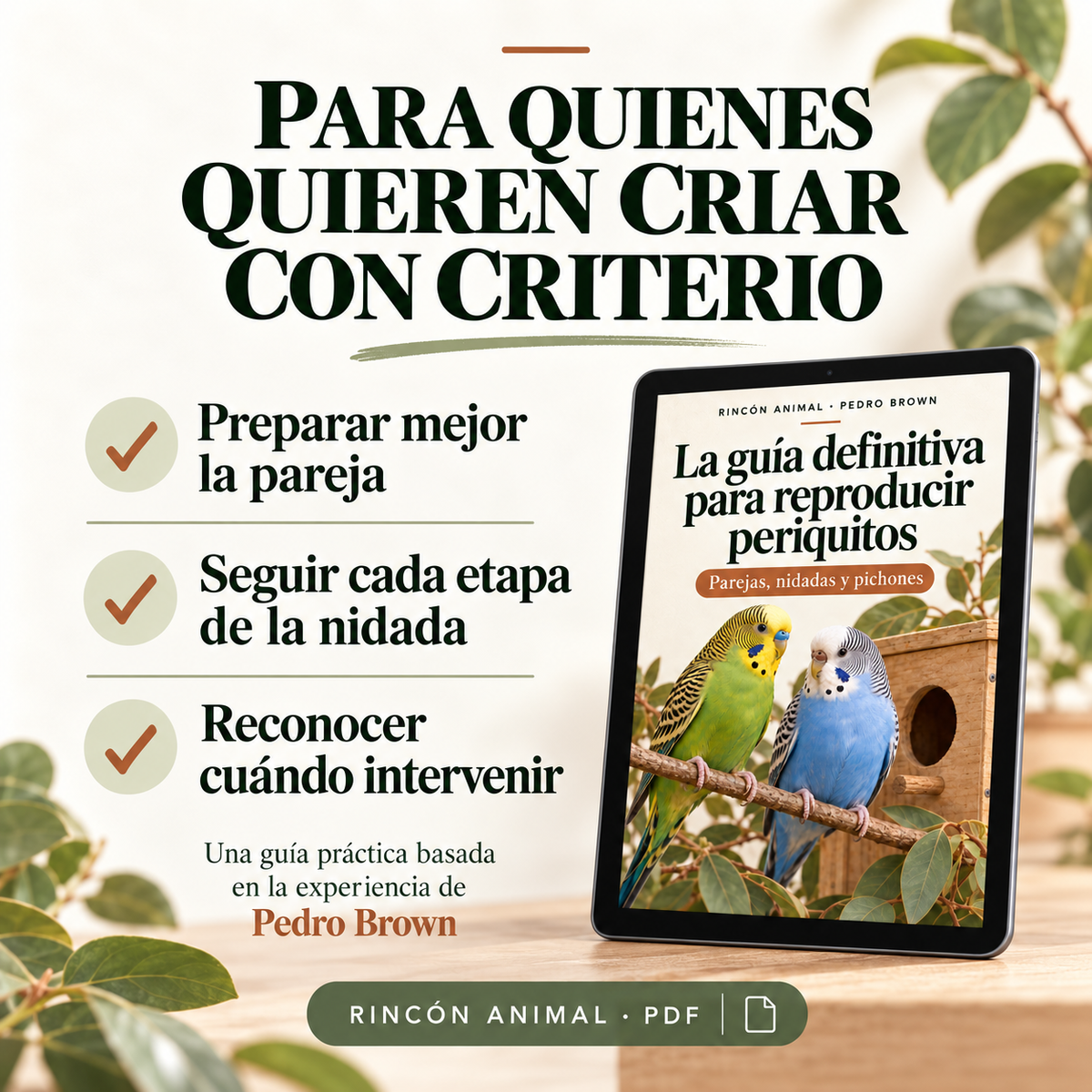 La Guía Definitiva para Reproducir Periquitos