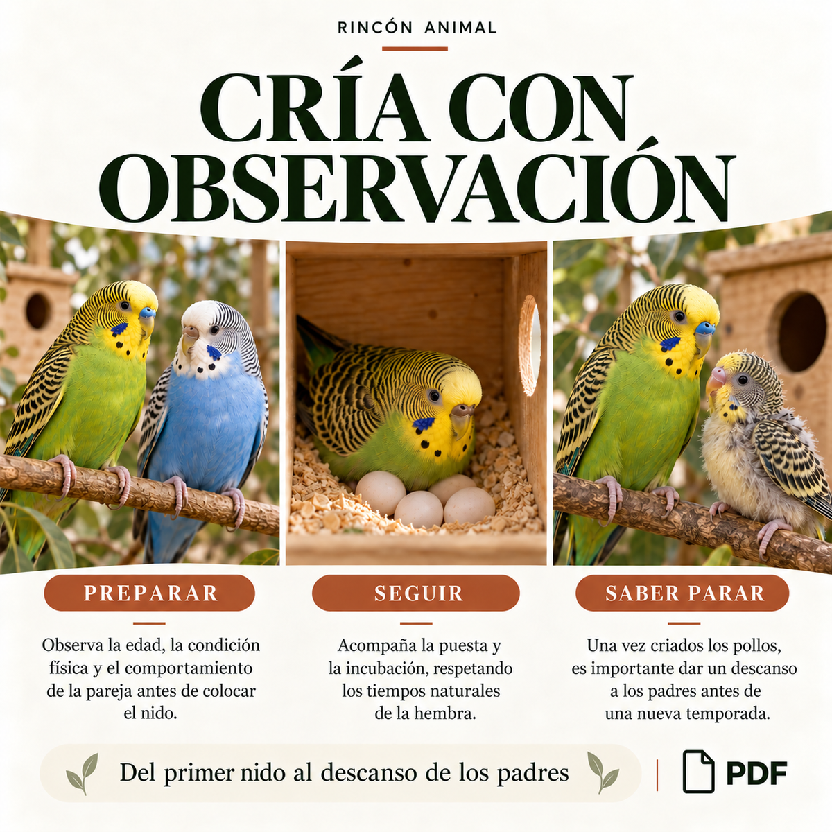 La Guía Definitiva para Reproducir Periquitos